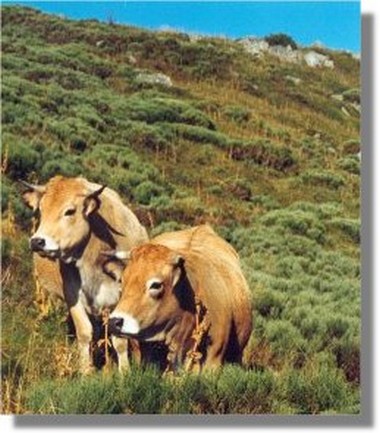 Régime politique avec 2 vaches