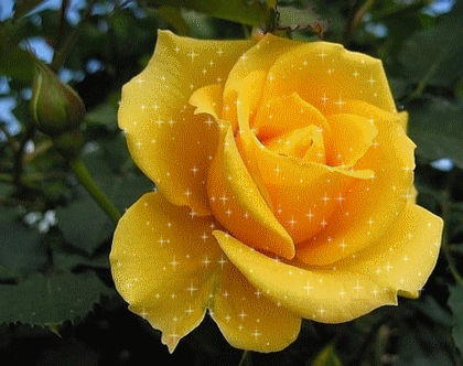 Rose jaune 2