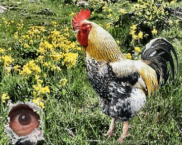 Monsieur Cocorico