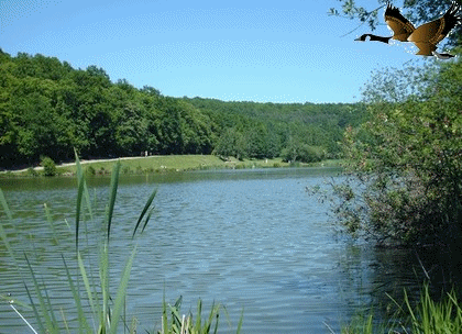 Les oies sauvages