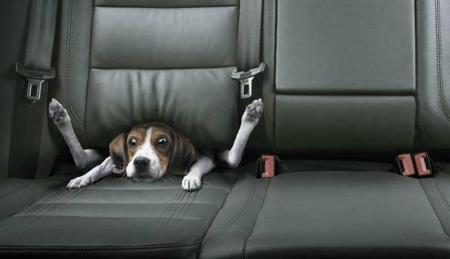 A ceux qui ont des chiens........................