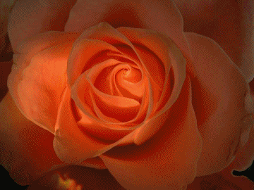 Rose ou orange!!!