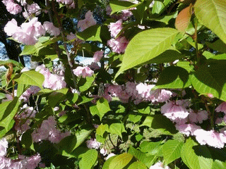 Printemps