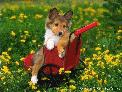 Encore des chiots!!!!!!!!!!!!