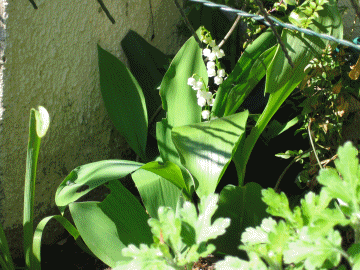 Vive le printemps!!!!