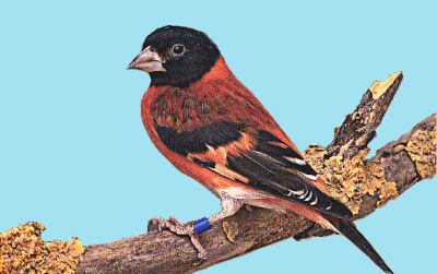Le petit oiseau de toutes les couleurs