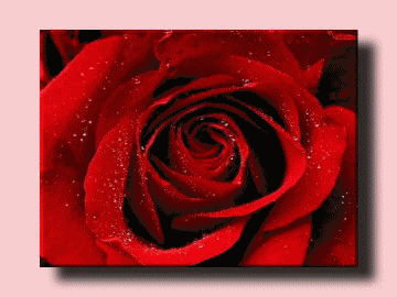 Les roses!!!!!!!