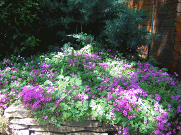 Mon jardin!!!!!!!!