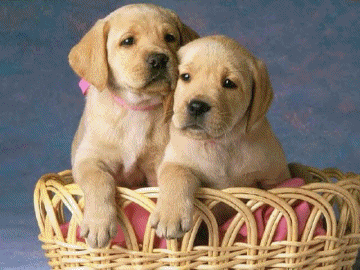 Les chiens!!!!!!!!!!