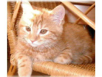 Aimez-vous les chats????????