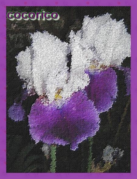 Les iris de mon jardin