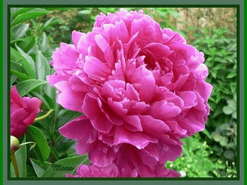 Pivoine est de retour