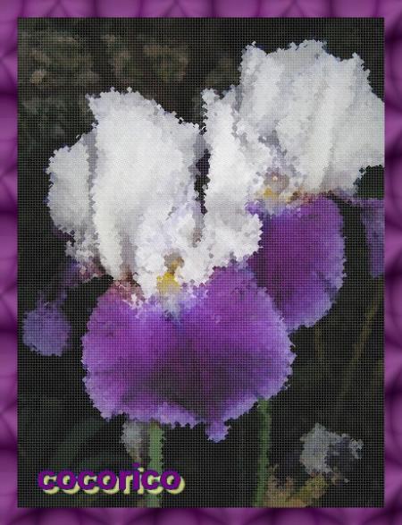 Mes iris 2