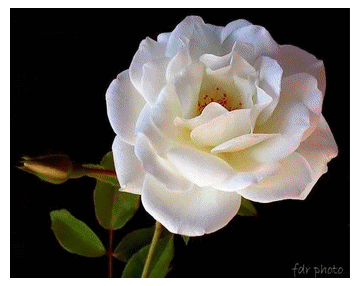 Blanc........