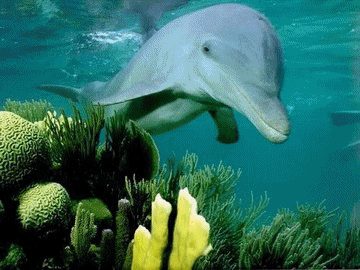 Les delphinariums.