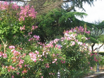 Mes fleurs en été
