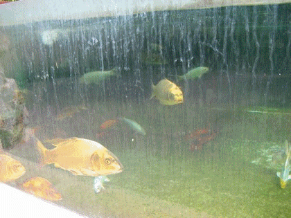 L'aquarium de Saint Jean du Gard
