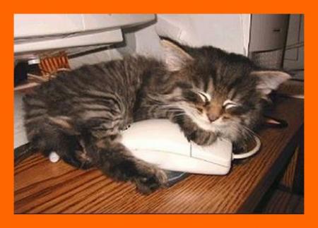 Le jeu du chat et de la souris!!