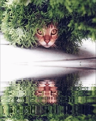 Chat échaudé craint l'eau froide !!