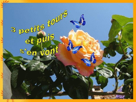 Sur une rose de mon jardin