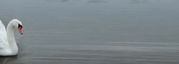 Le cygne
