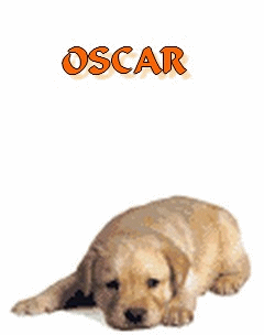 Oscar, le célèbre Labrador