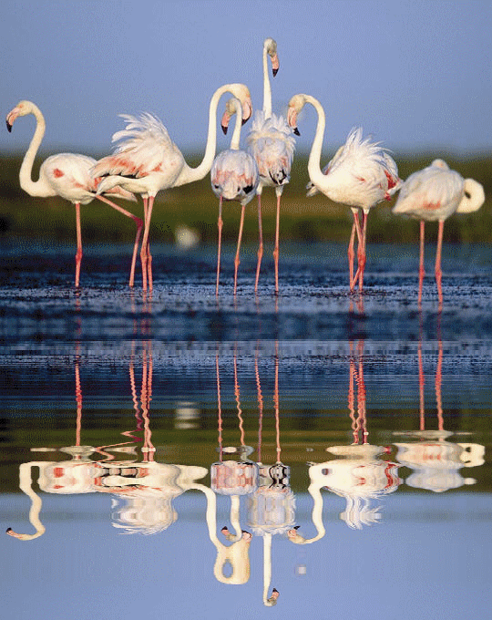 Flamants roses
