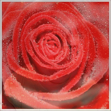 Willy et la rose