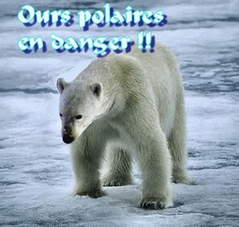Attention, ours polaires en danger