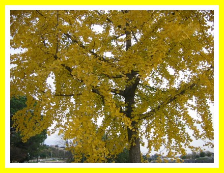 L'automne