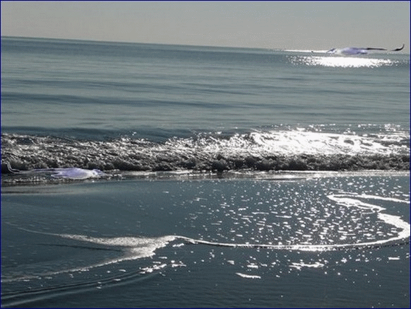Mouettes sur la mer