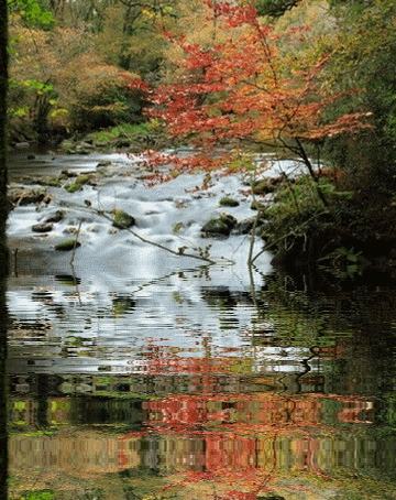 Reflet dans l'eau
