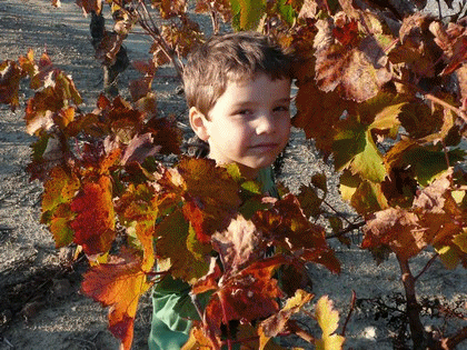 Les couleurs de l'automne