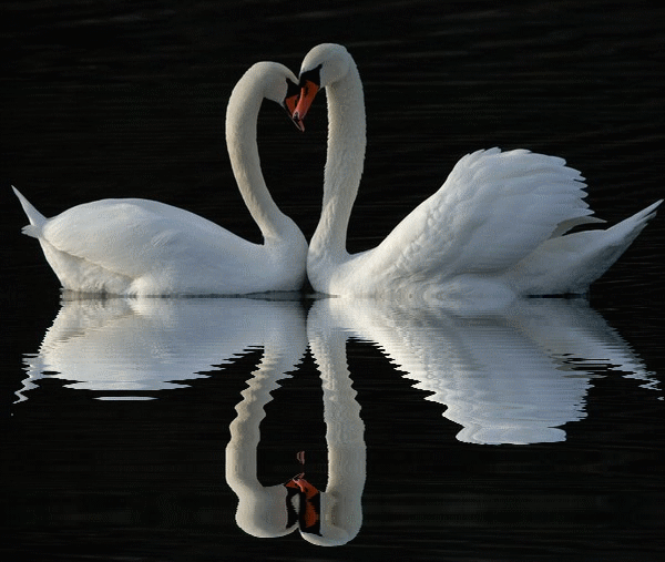 Les cygnes