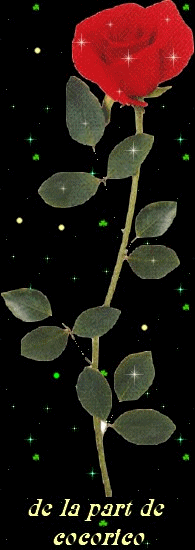 une rose