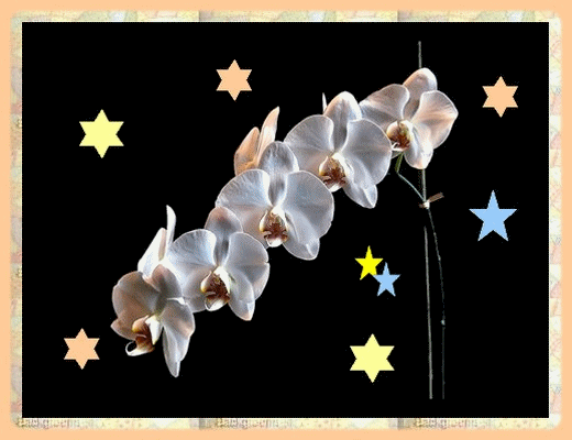 L'orchidée