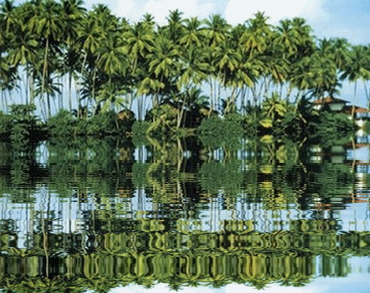 Palmiers et leurs reflets