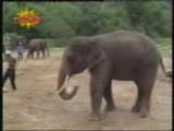 Vido Elephant