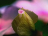 Vido C'est le printemps, les fleurs s'ouvrent
