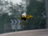 Vid�o Abeille